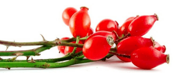 Baies de rosehip avec cystite